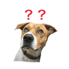 [LINEスタンプ] ピットブル似のニックちゃん