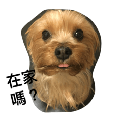 [LINEスタンプ] York X hai bao