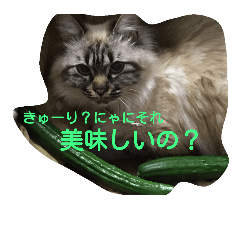 [LINEスタンプ] animal Nitijyo