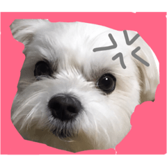 [LINEスタンプ] 全力犬