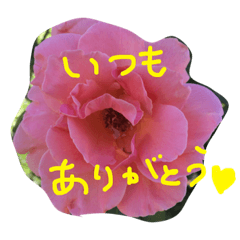 [LINEスタンプ] 元気になれる彩りお花スタンプです♪