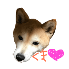 [LINEスタンプ] 柴犬くま