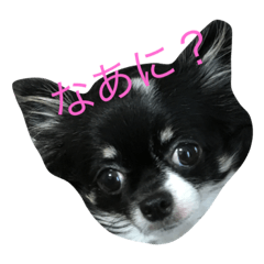 [LINEスタンプ] チワワのチロちゃん