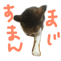 [LINEスタンプ] ミケ猫みーこ