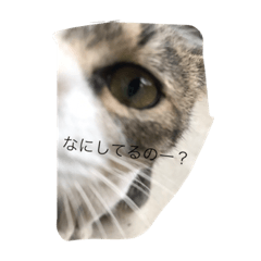 [LINEスタンプ] パー子(仮)