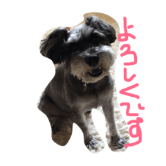 [LINEスタンプ] ミニチュアシュナウザーの1日  part2