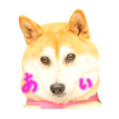 [LINEスタンプ] 柴犬あい