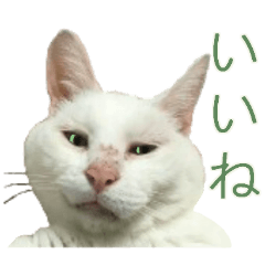 [LINEスタンプ] ぶさかわいい猫の画像（メイン）
