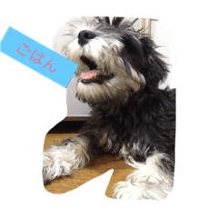 [LINEスタンプ] シュナですがなにか