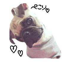 [LINEスタンプ] パグのくっちゃん