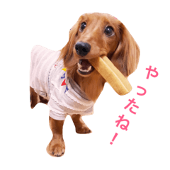[LINEスタンプ] ダックス(レッド)日常会話3