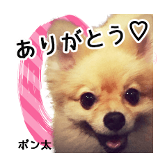[LINEスタンプ] ポメラニアンのポン太くん
