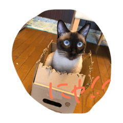 [LINEスタンプ] お転婆シャム猫 ココア