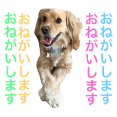 [LINEスタンプ] Sweet face dog LEO2
