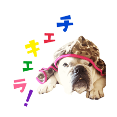 [LINEスタンプ] ブルドッグのはっちゃん