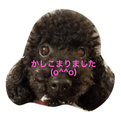 [LINEスタンプ] プードル＆ゴールデンレトリバー