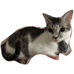 [LINEスタンプ] zhai cat