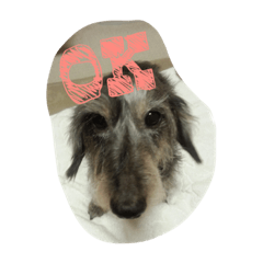 [LINEスタンプ] Mydog＆friends