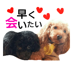 [LINEスタンプ] 愛犬コタとルゥのスタンプ