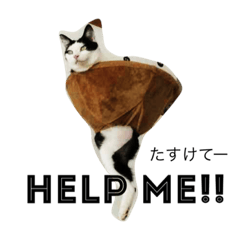 [LINEスタンプ] 猫猫猫猫スタンプ