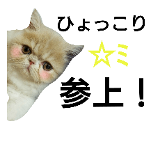 [LINEスタンプ] エキゾチックショートヘアのこむぎさん