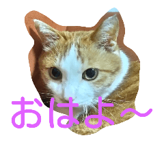 [LINEスタンプ] 我が猫ミャー