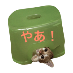 [LINEスタンプ] ひとことメッセージ 猫バージョン part1