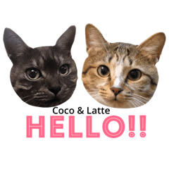 [LINEスタンプ] 【ココラテ】普段使えるネコのスタンプ