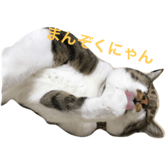 [LINEスタンプ] しゅうにゃんdeぽん ver1.3