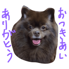 [LINEスタンプ] no dog no life  2