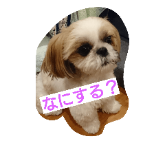 [LINEスタンプ] シーズー(犬)のコロン