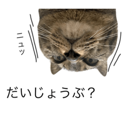 [LINEスタンプ] ねこな毎日 2