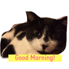 [LINEスタンプ] 居候猫