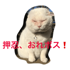 [LINEスタンプ] 押忍！おれボス。野良猫上等っす！