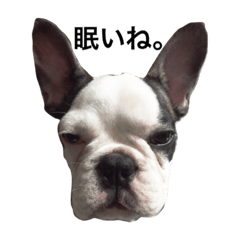 [LINEスタンプ] Frenchbulldogbrotherssticker
