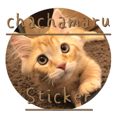 [LINEスタンプ] 猫の日常【ちゃちゃまる】