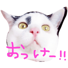 [LINEスタンプ] ねこのなるちゃんすたんぺ