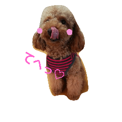 [LINEスタンプ] Toy poodle,Stamp that can be used.