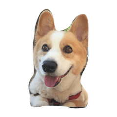 [LINEスタンプ] corgi kenta