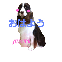 [LINEスタンプ] 私のイングリッシュスプリンガースパニエル