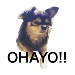 [LINEスタンプ] チワワとたまに猫