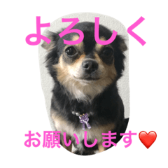[LINEスタンプ] chihuahua1005