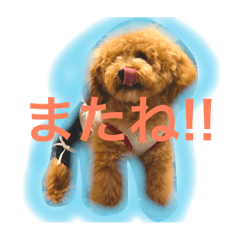 [LINEスタンプ] トイプードルのころんです