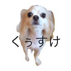 [LINEスタンプ] cooooochan