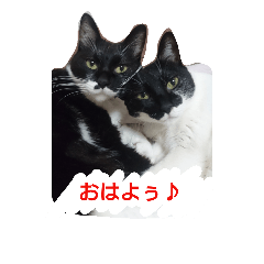 [LINEスタンプ] オコマツ