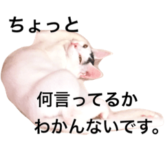 [LINEスタンプ] oosakaben cat
