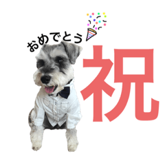 [LINEスタンプ] ミニチュアシュナウザー スタンプ