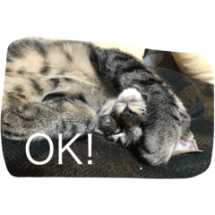 [LINEスタンプ] ネギとうなけん