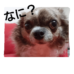 [LINEスタンプ] リクとモモの日常