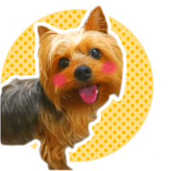 [LINEスタンプ] ヨークシャーテリア らいちちゃん